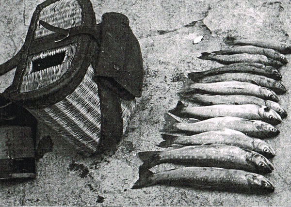 渓流釣 滝壺ポイント